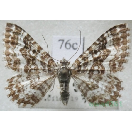Epirrhoe pupillata (Thunberg, 1788) Slovakia76c